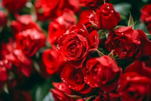 Saint-Valentin